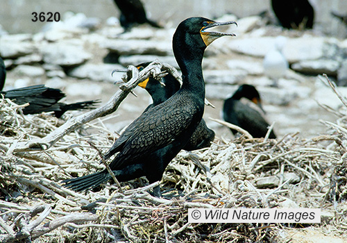 Double-crested Cormorant (Phalacrocorax auritus)
